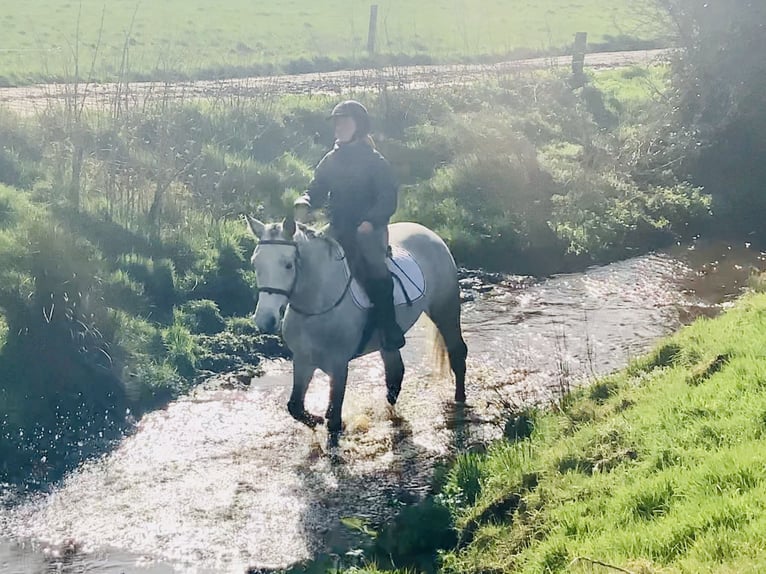 Connemara Stute 4 Jahre 150 cm Schimmel in Mountrath