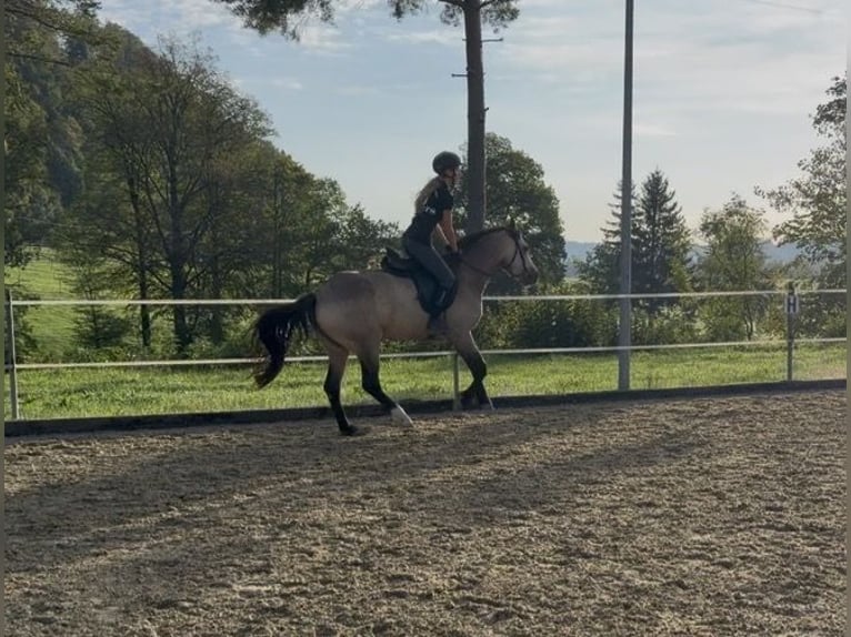 Connemara Stute 4 Jahre 151 cm Falbe in Niederuzwil