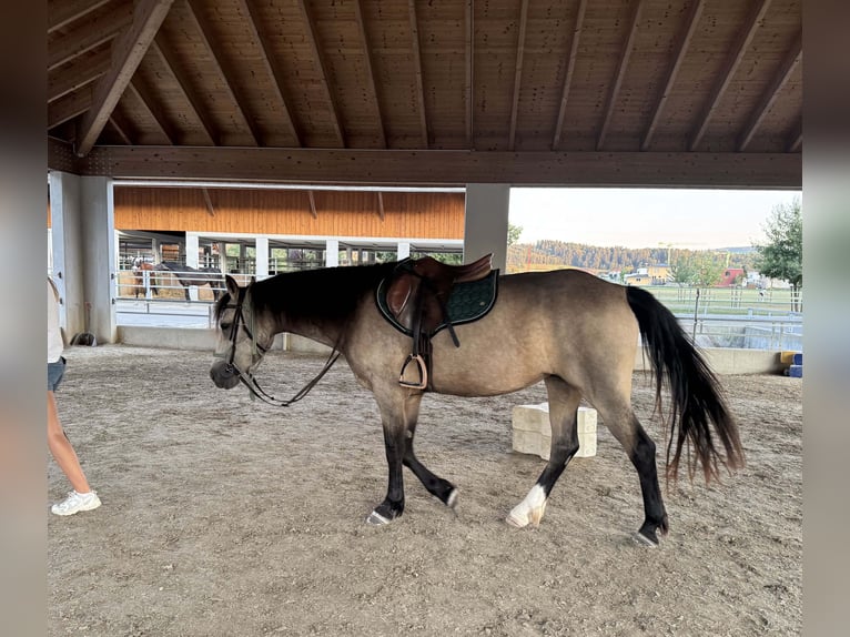 Connemara Stute 4 Jahre 151 cm Falbe in Niederuzwil