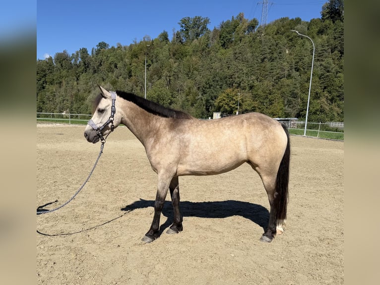 Connemara Stute 4 Jahre 151 cm Falbe in Niederuzwil