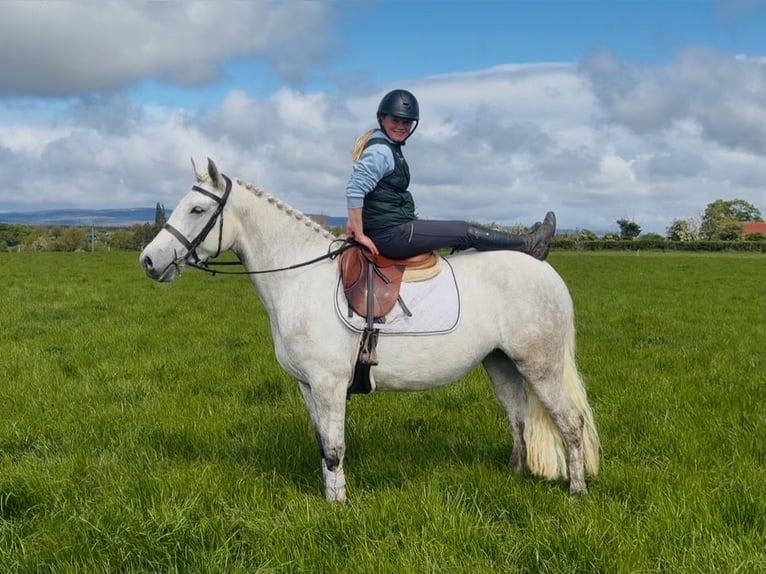 Connemara Stute 4 Jahre 151 cm Schimmel in Laois