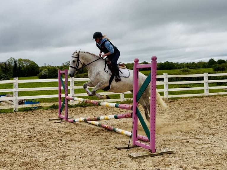 Connemara Stute 4 Jahre 151 cm Schimmel in Laois