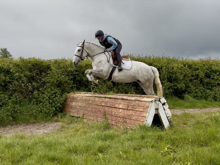 Connemara Stute 4 Jahre 151 cm Schimmel in Laois