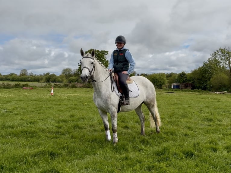 Connemara Stute 4 Jahre 151 cm Schimmel in Laois