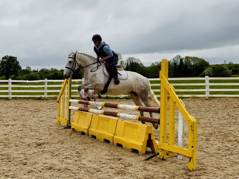 Connemara Stute 4 Jahre 151 cm Schimmel in Laois