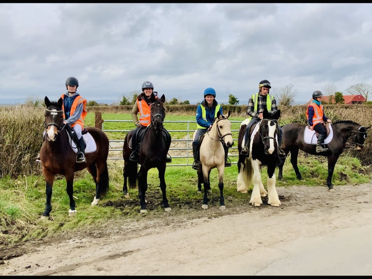 Connemara Stute 4 Jahre 152 cm Rappe in Mountrath