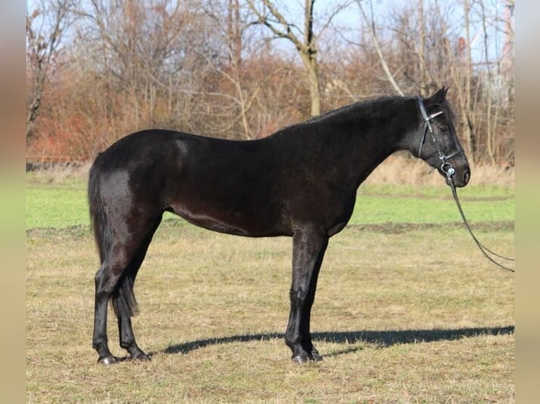 Connemara Stute 4 Jahre 152 cm Rappe in Kecsk&#xE9;m&#xE9;t