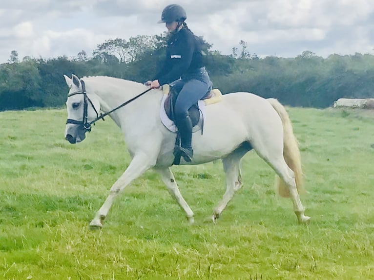 Connemara Stute 4 Jahre 152 cm Schimmel in Mountrath