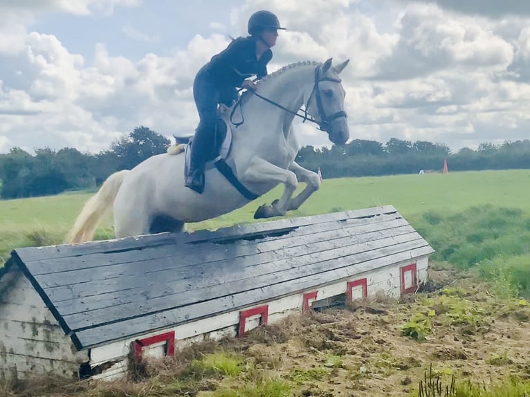 Connemara Stute 4 Jahre 152 cm Schimmel in Mountrath