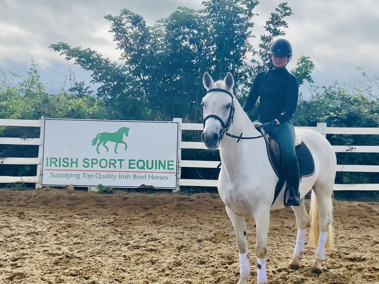 Connemara Stute 4 Jahre 152 cm Schimmel in Mountrath