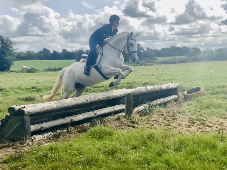 Connemara Stute 4 Jahre 152 cm Schimmel in Mountrath