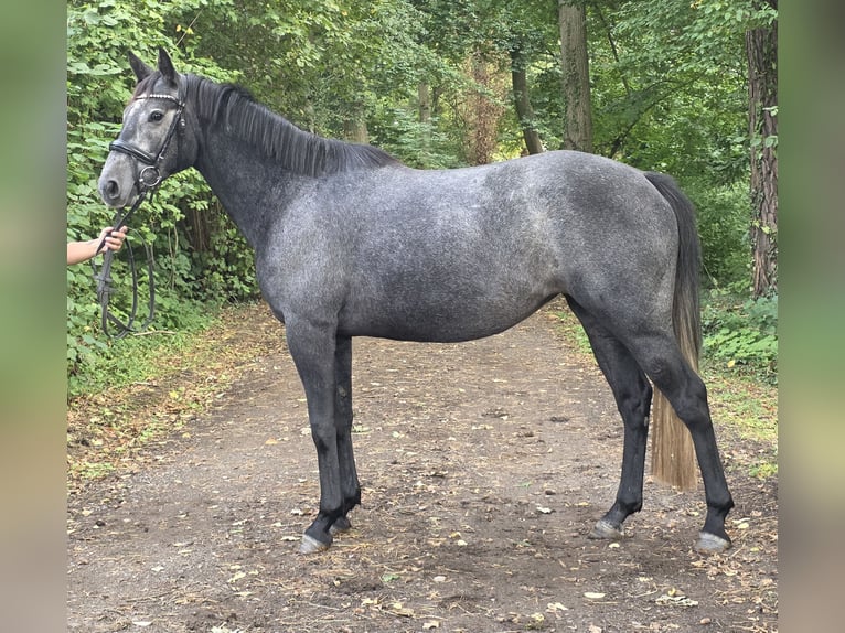 Connemara Stute 4 Jahre 153 cm Rappschimmel in Wachtendonk