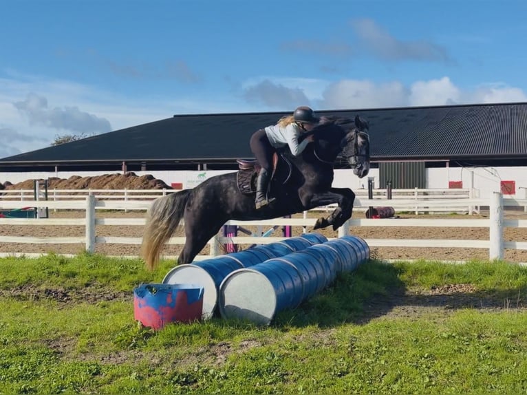 Connemara Stute 4 Jahre 153 cm Schimmel in Mountrath, Co. Laois