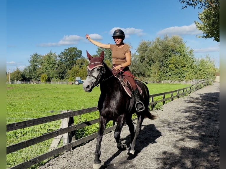 Connemara Stute 4 Jahre 153 cm Schimmel in Mountrath, Co. Laois
