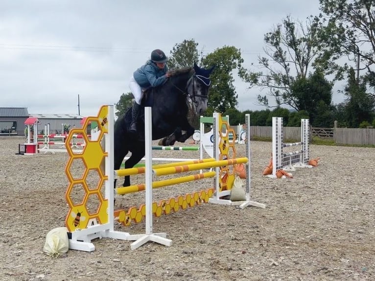 Connemara Stute 4 Jahre 153 cm Schimmel in Mountrath, Co. Laois