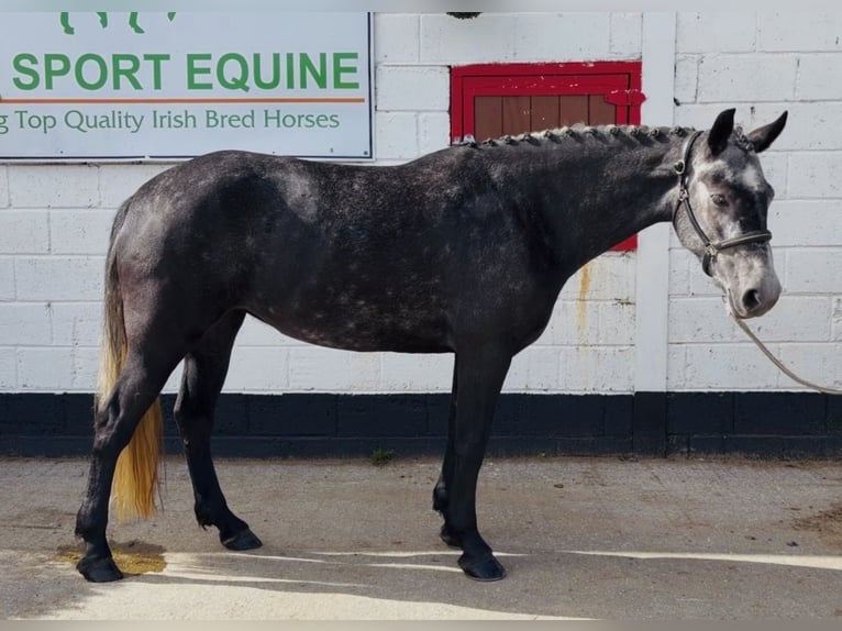 Connemara Stute 4 Jahre 153 cm Schimmel in Mountrath, Co. Laois