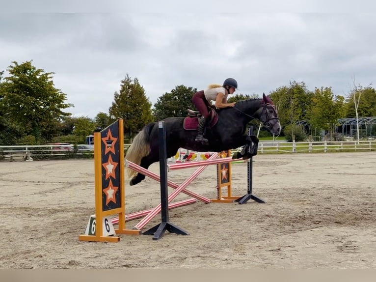 Connemara Stute 4 Jahre 153 cm Schimmel in Mountrath, Co. Laois