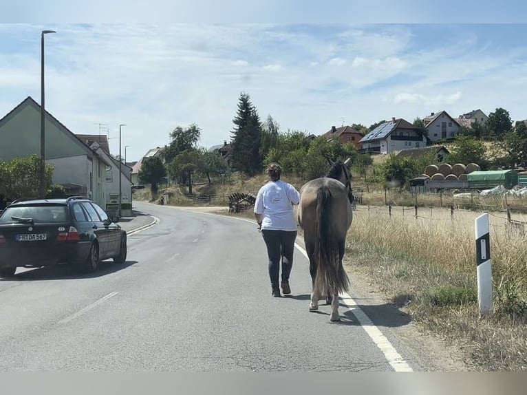 Connemara Stute 4 Jahre 154 cm Braunfalbschimmel in Lisberg