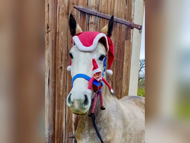 Connemara Stute 4 Jahre 154 cm Braunfalbschimmel in Lisberg