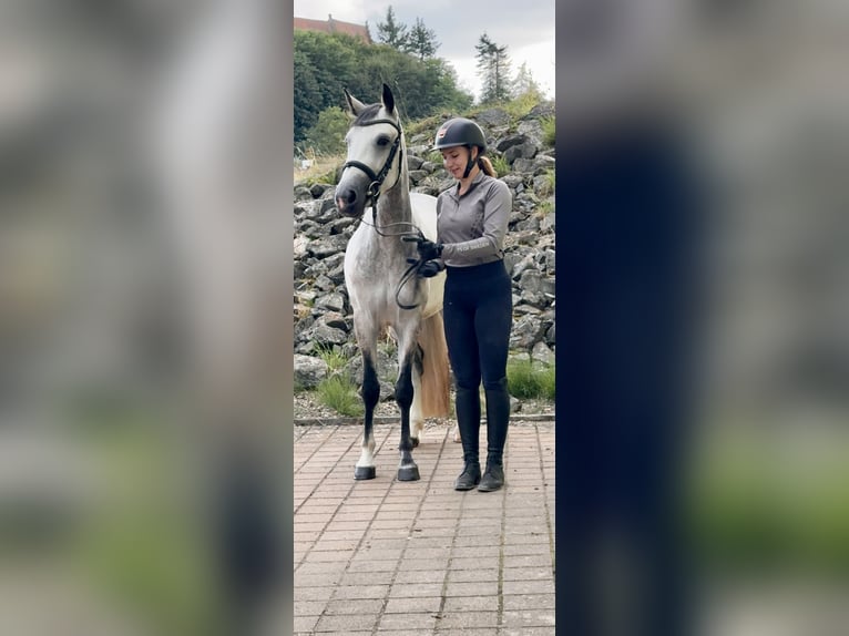 Connemara Stute 4 Jahre 154 cm Braunfalbschimmel in Lisberg