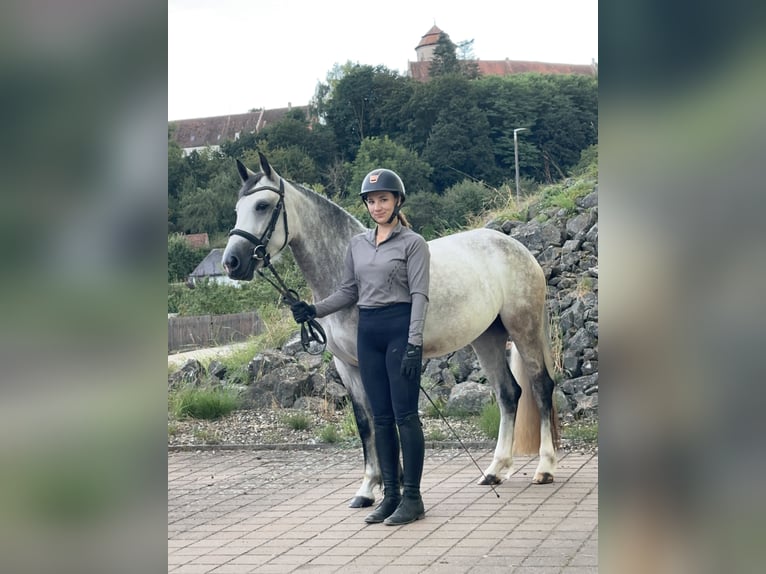 Connemara Stute 4 Jahre 154 cm Braunfalbschimmel in Lisberg