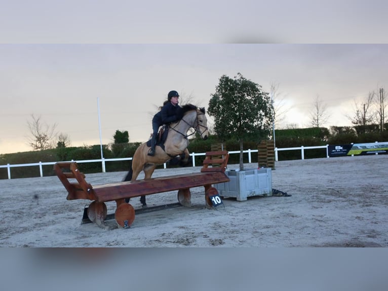Connemara Stute 4 Jahre 155 cm Falbe in Dublin
