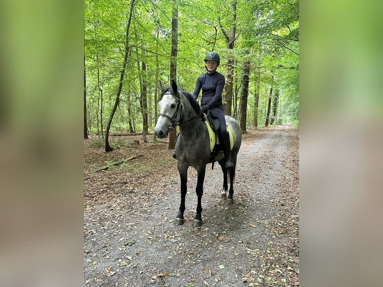Connemara Stute 4 Jahre 156 cm Blauschimmel in Bogaarden