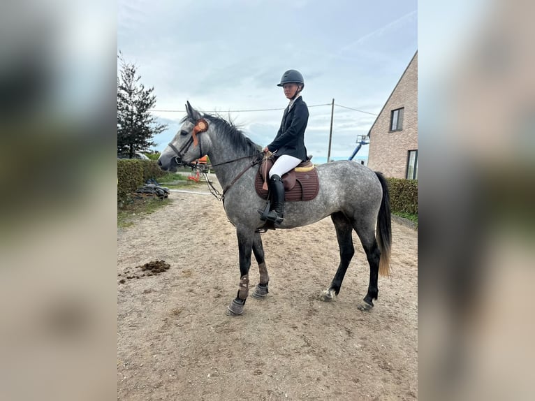 Connemara Stute 4 Jahre 156 cm Blauschimmel in Bogaarden