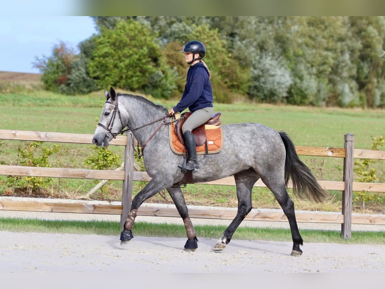 Connemara Stute 4 Jahre 156 cm Blauschimmel in Bogaarden