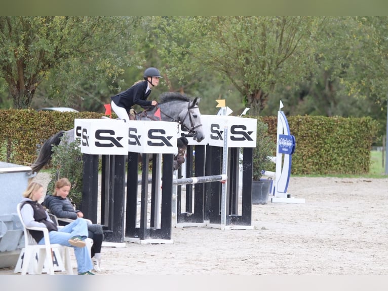 Connemara Stute 4 Jahre 156 cm Blauschimmel in Bogaarden