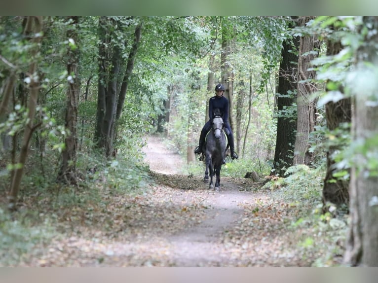 Connemara Stute 4 Jahre 156 cm Blauschimmel in Bogaarden