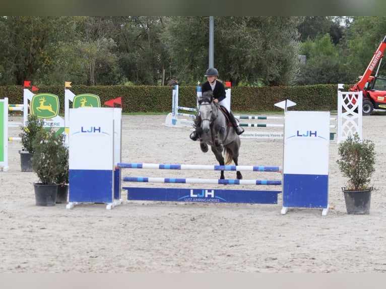Connemara Stute 4 Jahre 156 cm Blauschimmel in Bogaarden