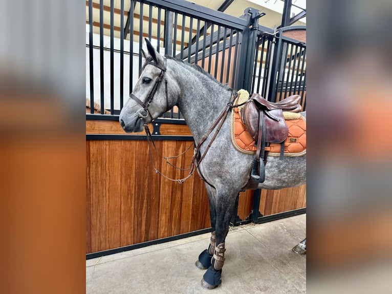 Connemara Stute 4 Jahre 156 cm Kann Schimmel werden in Bogaarden