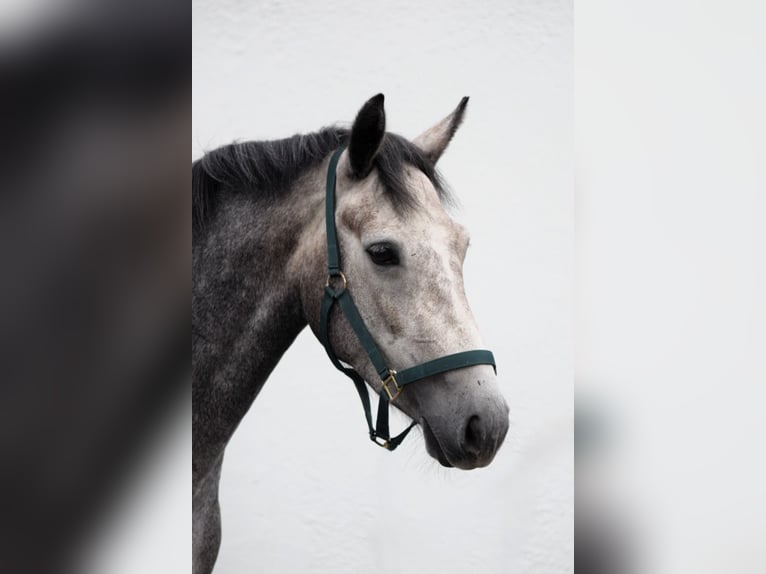 Connemara Stute 4 Jahre 156 cm Kann Schimmel werden in Bogaarden