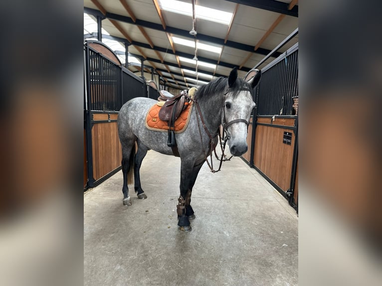 Connemara Stute 4 Jahre 156 cm Kann Schimmel werden in Bogaarden