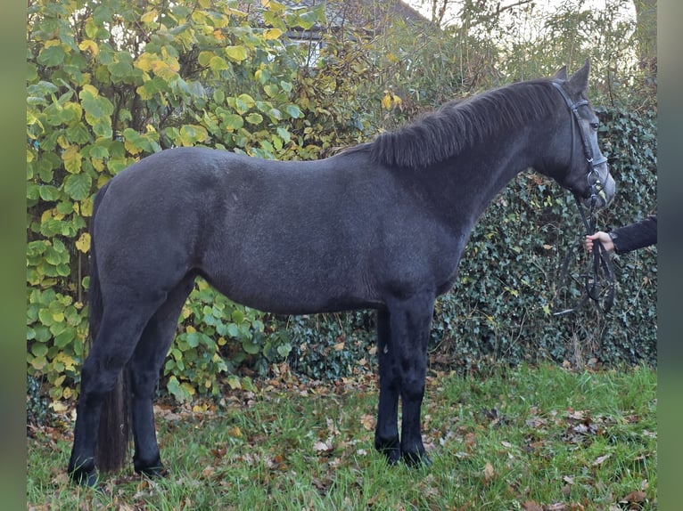 Connemara Stute 4 Jahre 156 cm Rappschimmel in Wachtendonk