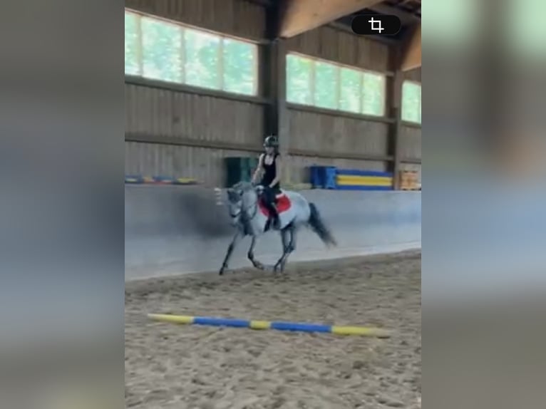 Connemara Stute 4 Jahre 158 cm  in Wunsiedel