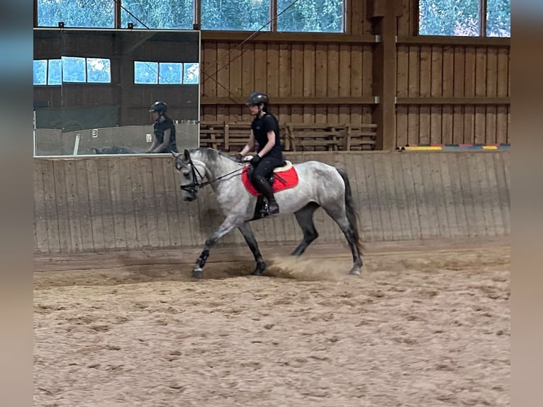 Connemara Stute 4 Jahre 158 cm  in Kulmbach