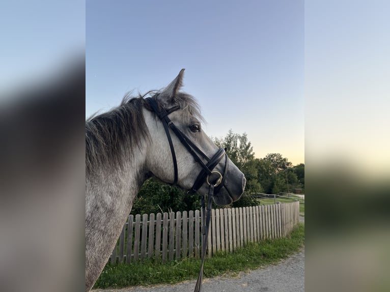 Connemara Stute 4 Jahre 158 cm  in Kulmbach