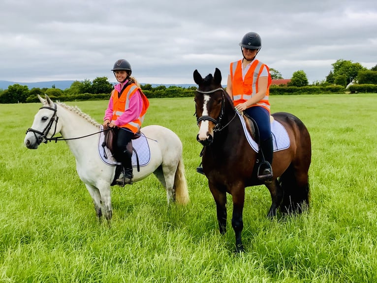 Connemara Stute 5 Jahre 138 cm Schimmel in Mountrath