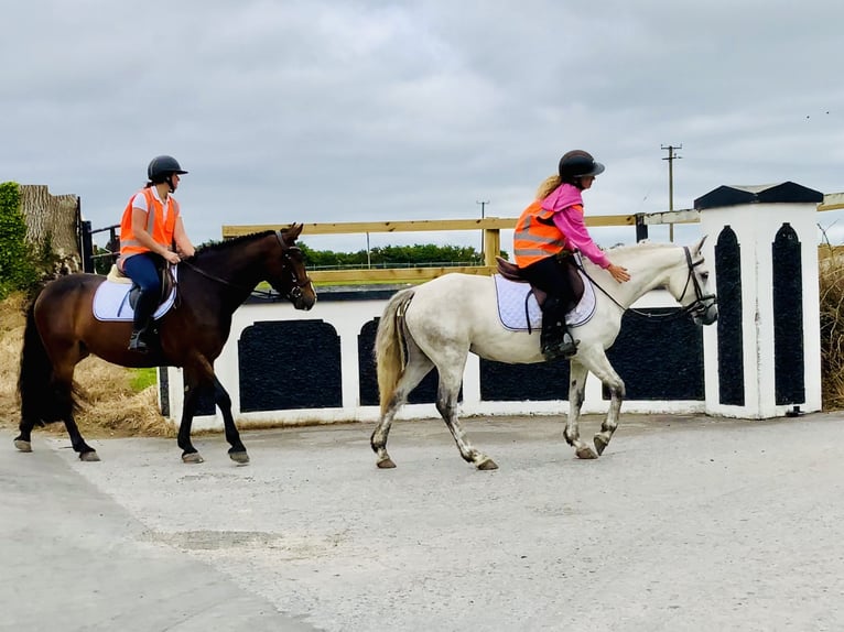 Connemara Stute 5 Jahre 138 cm Schimmel in Mountrath