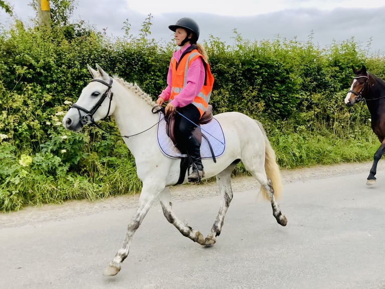Connemara Stute 5 Jahre 138 cm Schimmel in Mountrath