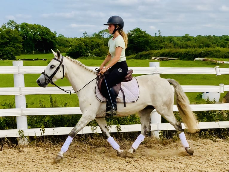 Connemara Stute 5 Jahre 138 cm Schimmel in Mountrath