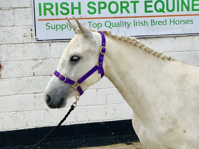 Connemara Stute 5 Jahre 138 cm Schimmel in Mountrath