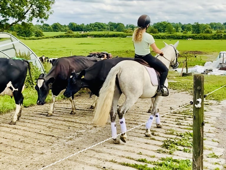 Connemara Stute 5 Jahre 138 cm Schimmel in Mountrath