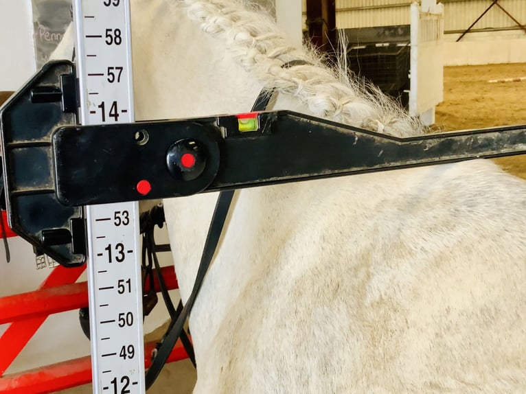 Connemara Stute 5 Jahre 138 cm Schimmel in Mountrath