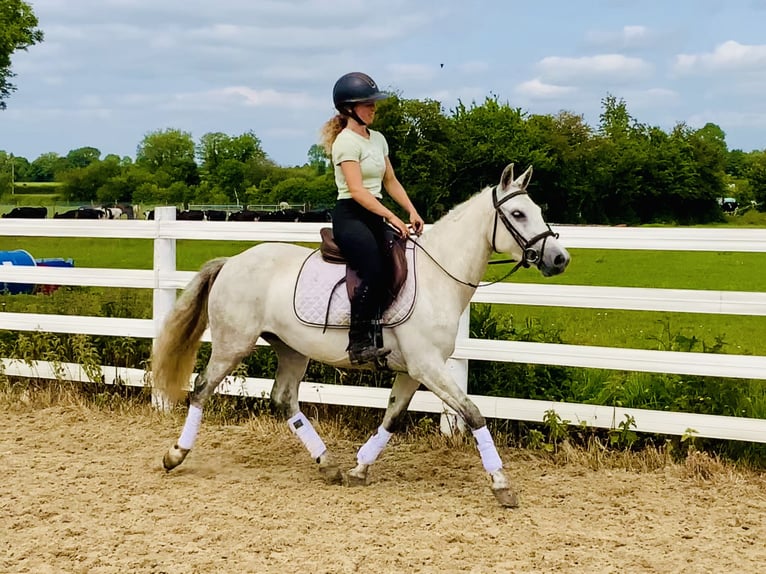 Connemara Stute 5 Jahre 138 cm Schimmel in Mountrath