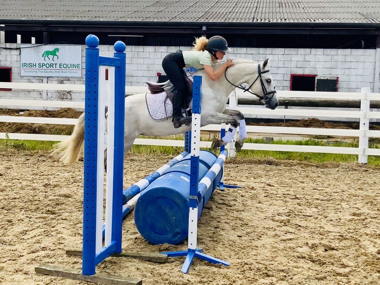 Connemara Stute 5 Jahre 138 cm Schimmel in Mountrath