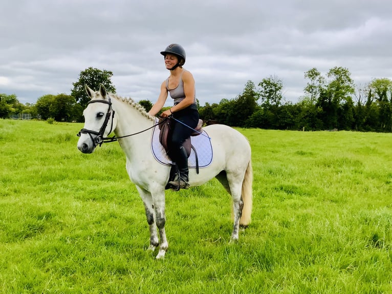 Connemara Stute 5 Jahre 138 cm Schimmel in Mountrath