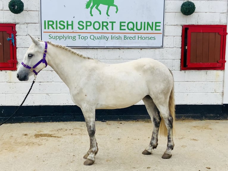 Connemara Stute 5 Jahre 138 cm Schimmel in Mountrath